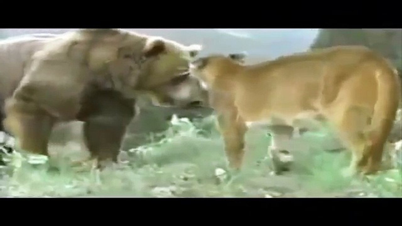 Wild Animal Attacks   Big Battle Animals Real Fight   Video HD