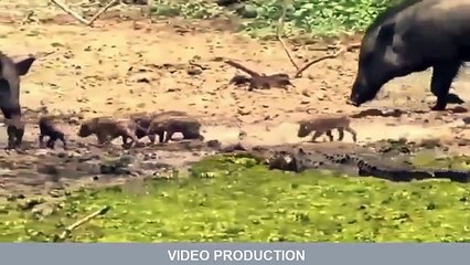 Download Video: When Prey Fights Back - AMAZING Buffalo, Giraffe, Wild Boar vs Poor Lion, Crocodile, Hyenas