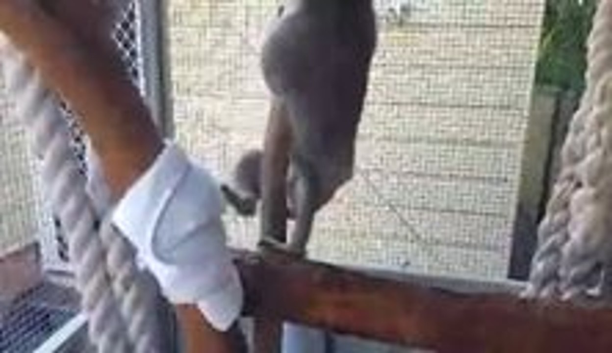 Injured Koala Can't Stop Climbing