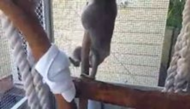 Injured Koala Can't Stop Climbing