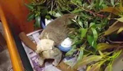 Cute Koala Regains Strength After Breaking Her Leg