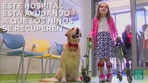Los beneficios de las mascotas en el hospital