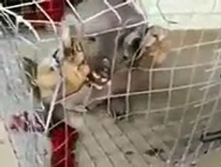 Fake or Real 'Alien Animal' Caught On Border