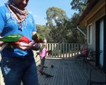 Hand feeding wild Australian parrots