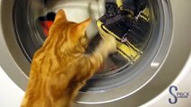 Gatos vs Maquina de lavar 2016 #1