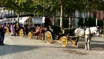 SÉVILLE, la ville et ses animations