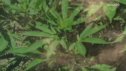 Regular Marijuana Use May Affect Vision