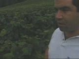 Beginning of the Harvest 2007 in Champagne