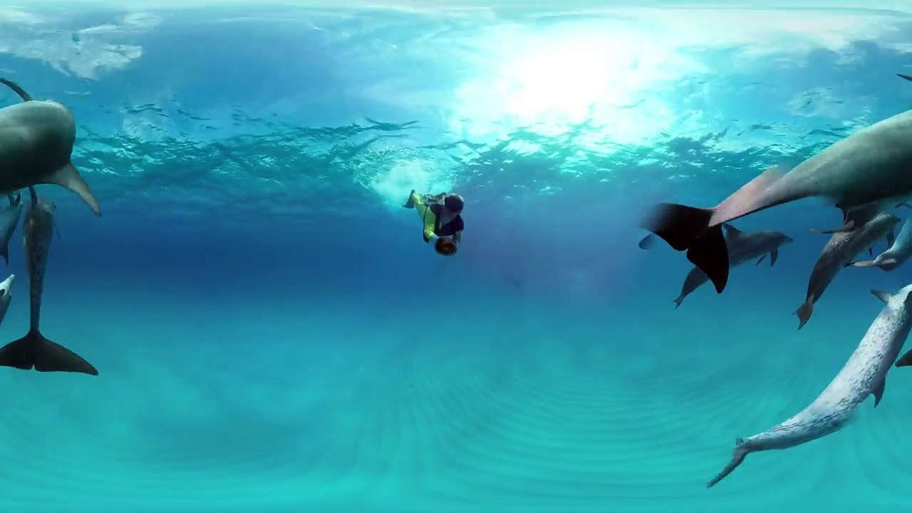 360 Underwater Video Lets You Swim With Dolphins