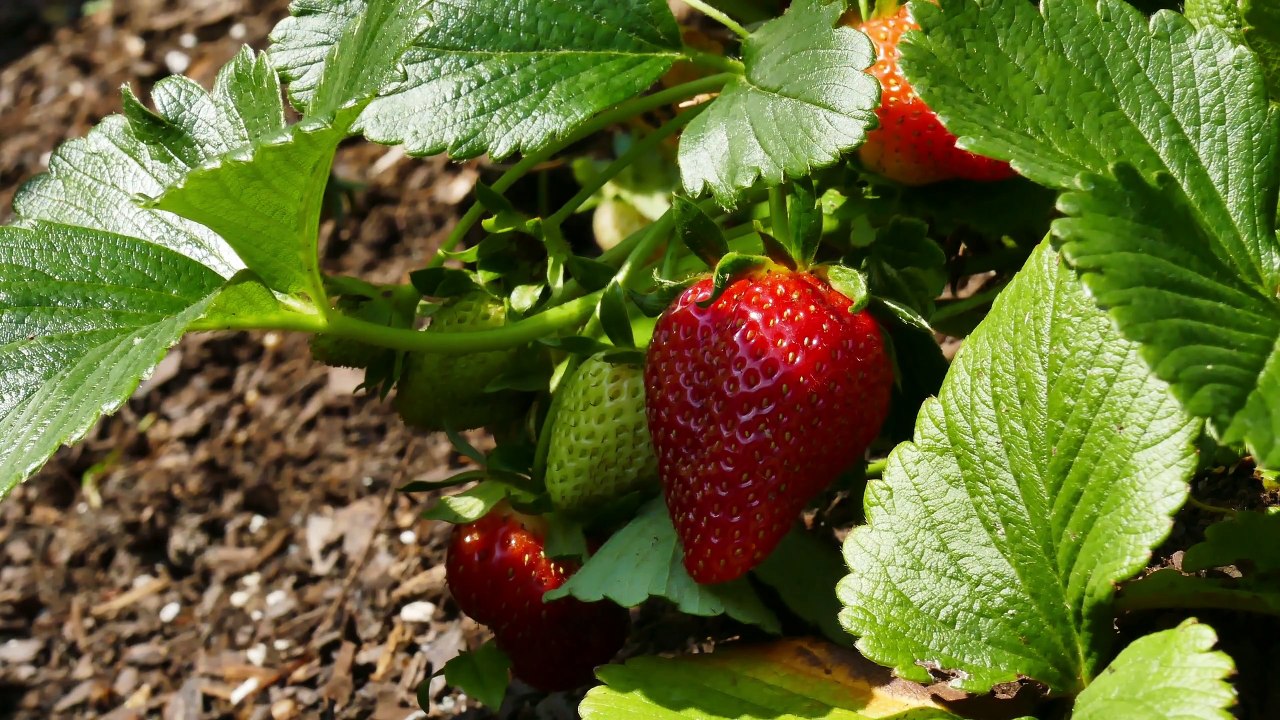 Potager_ A Virginia Beach Kitchen Garden in 4K. (Must See)