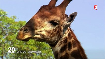 Girafes : risque d'extinction