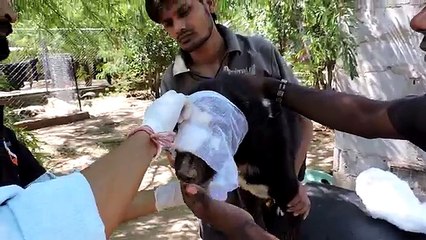 Bir Canlı Ölüme Bu Kadar Meydan Okuyabilir