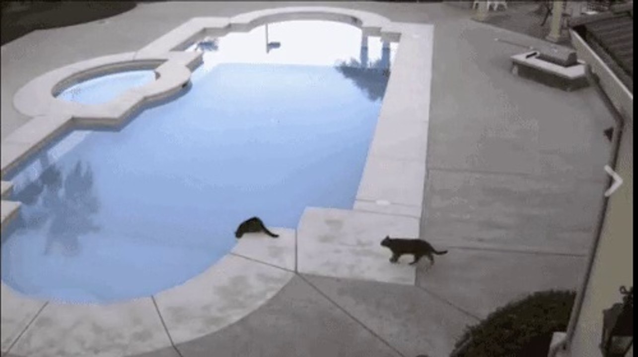 Hain kedi
