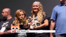 ПРИколы с КОТами Топ 10 Смешных Видео Про Котов 2017 Котики
