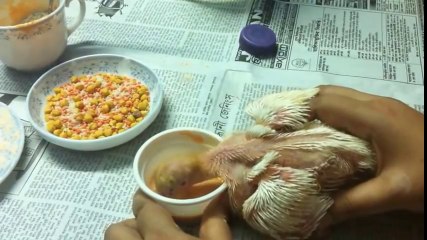 How to hand feed a baby pigeon