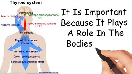 The best diets for hypothyroidism weight loss