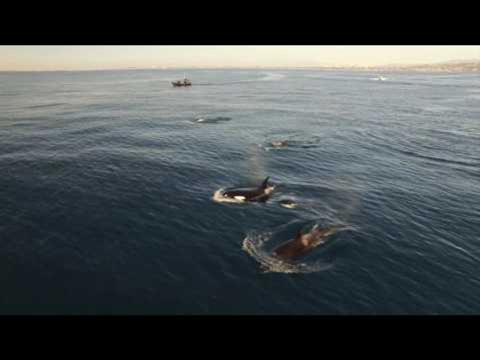 Huge Number of Orcas Spotted in Orange County