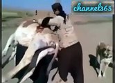 pathan funny clips! pashto funny clips,best funny clip of 2016