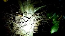 Two Baby Raccoons Play In A Tree part3