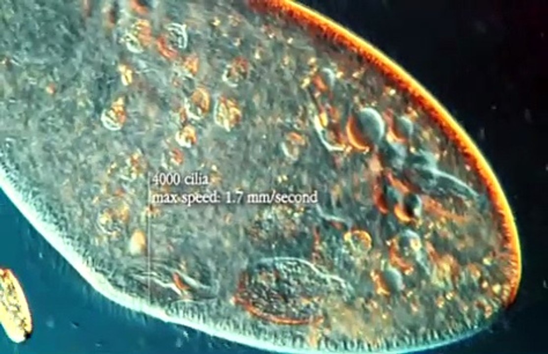 82 - Brian Cox - Paramecium