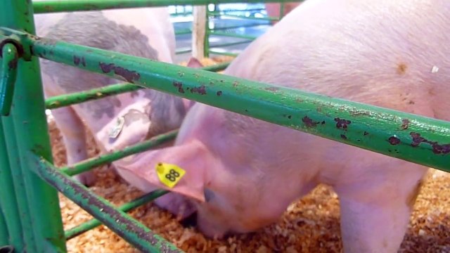 FARM Animal Sounds for Children - Learning the Sounds of Animals on the Farm - PIG COW HORSE etc