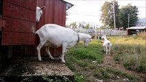 Goats Playing and Running - CUTE Goats for Kids - Funny ANIMALS