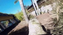 Komodo Dragon Wearing a GoPro at the San Diego Zoo