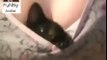 Comfortable Cat Protects Woman funny cat video