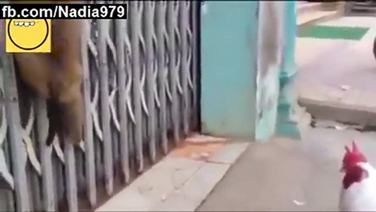 funny monkey attacks on hen