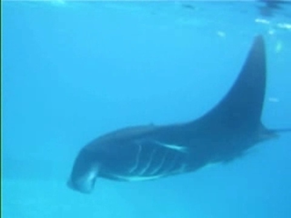 Raies mantas gura ici