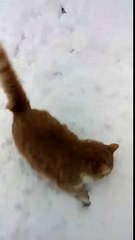 Un chat et un chien découvre la neige