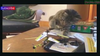 Funny Cats Compilation 2016 - Best Funny Cat Videos Ever || Funny Vines #1