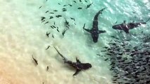 Galapagos Sharks Feeding Off of Ascension  p3