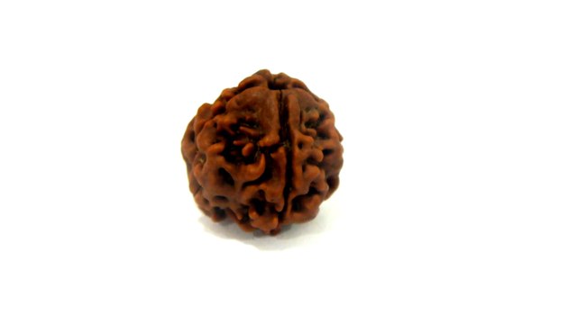 B4 N 4 Mukhi Rudraksha 3.362 gms | +91 022 24157317