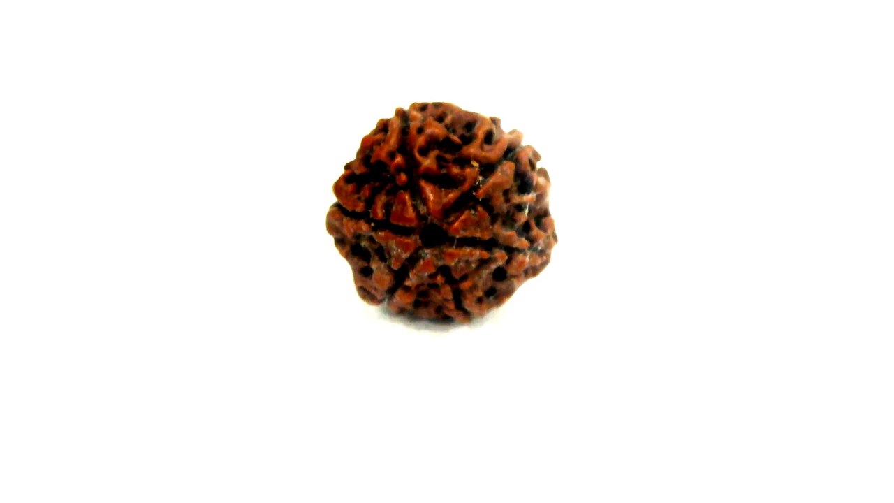 B8 N 6 Mukhi Rudraksha 2.077 gms | +91 022 24157317