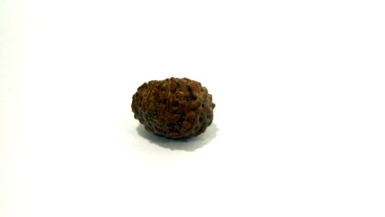 B10 N 9 Mukhi Rudraksha 1.080 gms | +91 022 24157317
