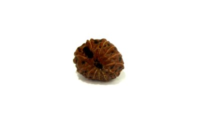 B12 N 12 Mukhi Rudraksha 1.284 gms | +91 022 24157317