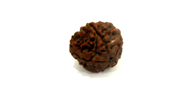 B13 N 5 Mukhi Rudraksha 2.784 gms | +91 022 24157317