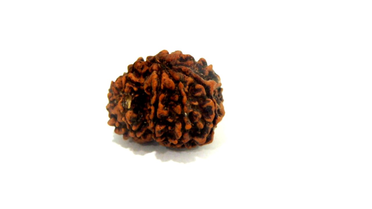 B14-N Rudraksha Gauri Shanker 2.487 gms | +91 022 24157317