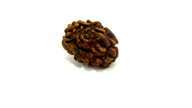 B16 N 3 Mukhi Rudraksha 2.109 gms | +91 022 24157317