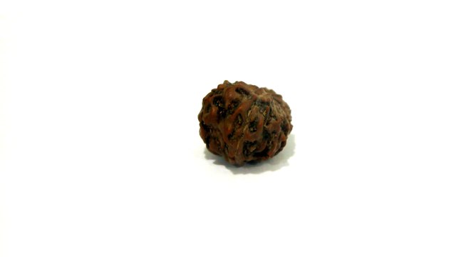 B17 N 11 Mukhi Rudraksha 1.225 gms | +91 022 24157317