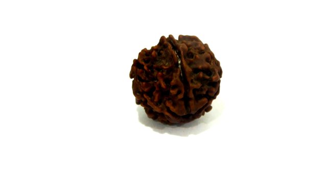 B20 N 5 Mukhi Rudraksha 2.640 gms | +91 022 24157317