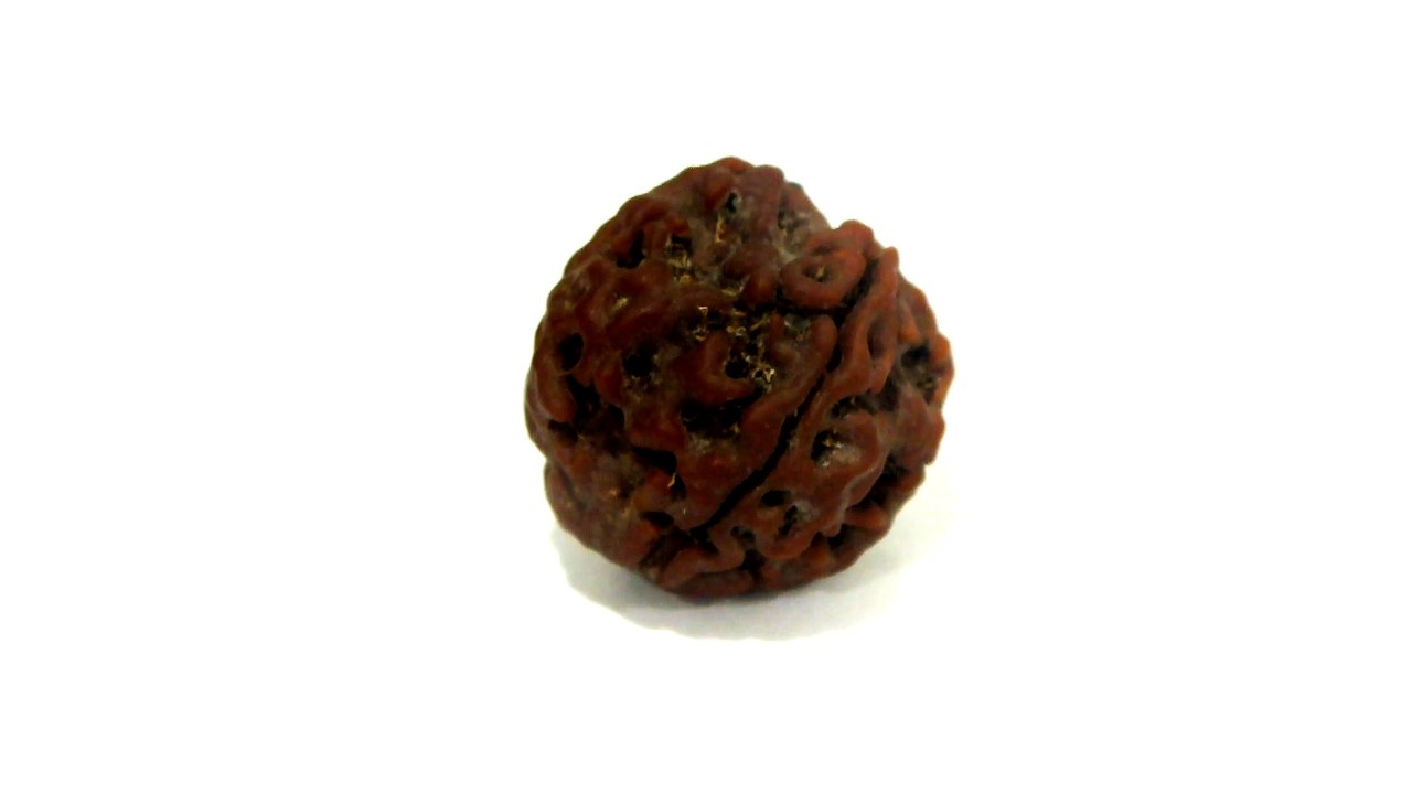 B21 N 4 Mukhi Rudraksha 3.432 gms | +91 022 24157317