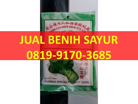0819-9170-3685(XL), Jual Benih Sayuran,jual benih sawi putih, jual benih sawi sendok, jual benih sawi surabaya,