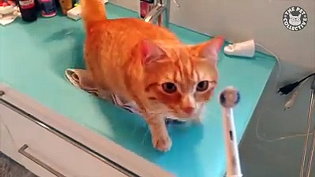 amazing video cat clean teeth..