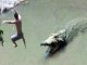 OMG ...Crocodile eats Man in the river