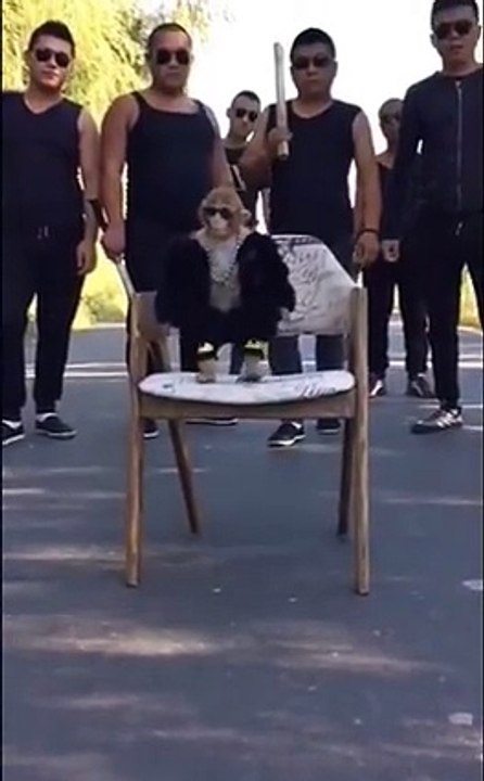 You will ever seen a Gang leader like this