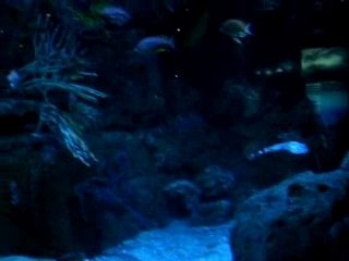 Les méditerranéens de l'Oceanografic