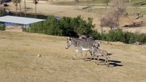 Baby Zebra Learns to Use Legs at San Diego Zoo Safari Park