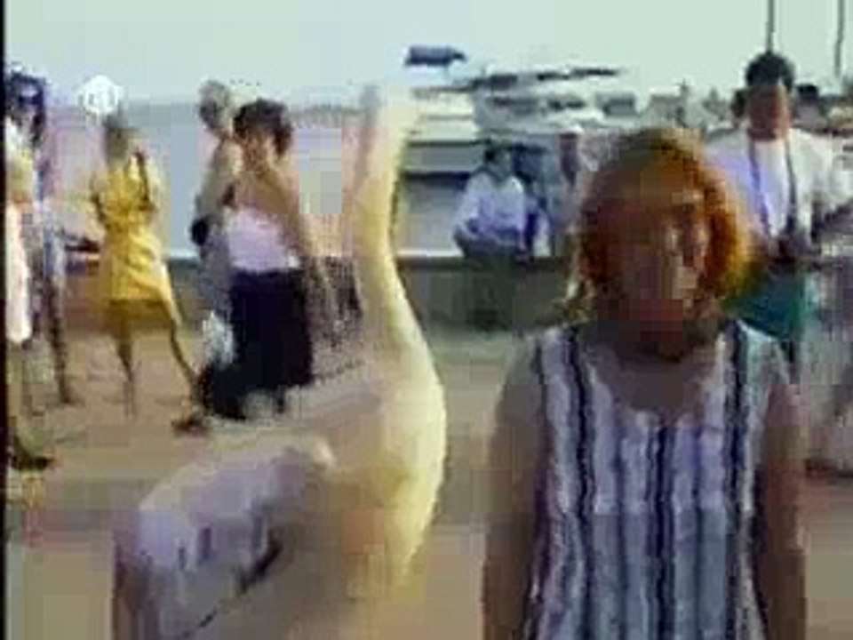 Funny Animals Moments